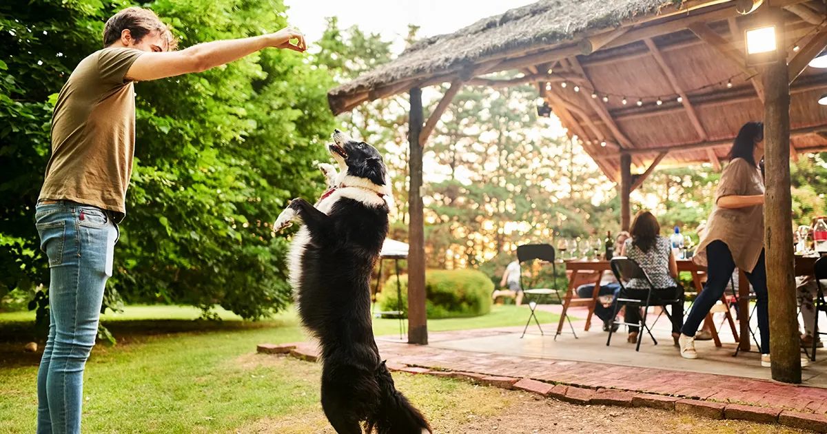 Home 32 pet friendly vacation rentals